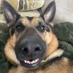 Rover review photo Rover review dog photo