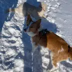 Barkcadia dog photo Dog photo